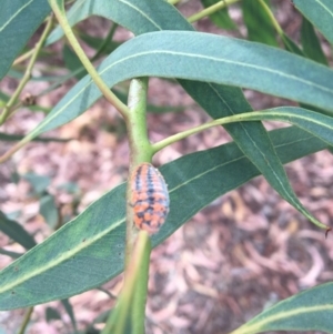 Monophlebulus sp. (genus) at Rivett, ACT - 28 Apr 2018 02:25 PM