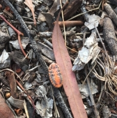 Monophlebulus sp. (genus) at Rivett, ACT - 28 Apr 2018 02:25 PM