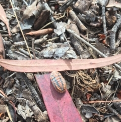 Monophlebulus sp. (genus) at Rivett, ACT - 28 Apr 2018 02:25 PM