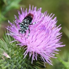 Thyreus caeruleopunctatus (Chequered cuckoo bee) at Canberra Central, ACT - 20 Feb 2018 by TimL