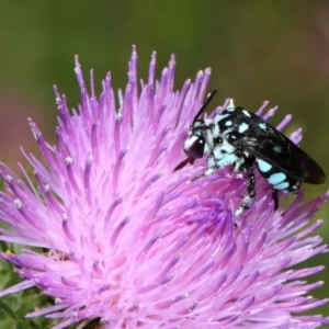 Thyreus caeruleopunctatus at Canberra Central, ACT - 20 Feb 2018