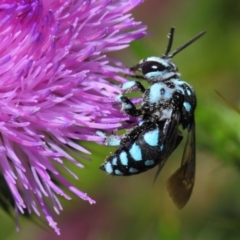 Thyreus caeruleopunctatus at Canberra Central, ACT - 20 Feb 2018