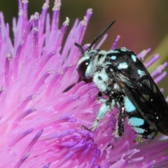 Thyreus caeruleopunctatus at Canberra Central, ACT - 20 Feb 2018