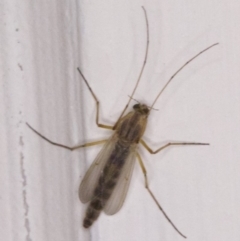 Chironomidae (family) (Non-biting Midge) at Ainslie, ACT - 1 Apr 2018 by jb2602