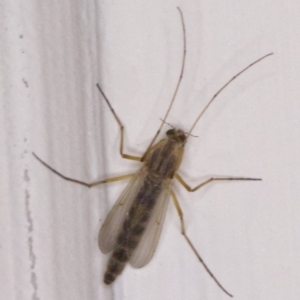 Chironomidae (family) at Ainslie, ACT - 1 Apr 2018