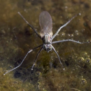 Brachydeutera sydneyensis at Canberra Central, ACT - 5 May 2018