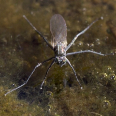 Brachydeutera sydneyensis (Shore fly) at Canberra Central, ACT - 5 May 2018 by jbromilow50