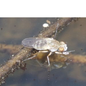 Brachydeutera sydneyensis at Canberra Central, ACT - 5 May 2018 12:04 PM