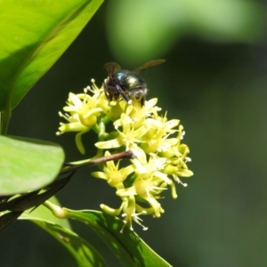 Xylocopa (Lestis) aerata at Acton, ACT - 28 Apr 2018