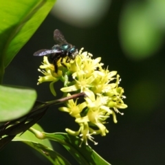 Xylocopa (Lestis) aerata at Acton, ACT - 28 Apr 2018