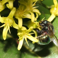 Xylocopa (Lestis) aerata (Golden-Green Carpenter Bee) at Acton, ACT - 20 Apr 2018 by Tim L