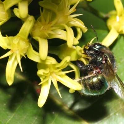 Xylocopa (Lestis) aerata (Golden-Green Carpenter Bee) at Acton, ACT - 20 Apr 2018 by TimL