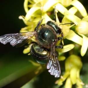 Xylocopa (Lestis) aerata at Acton, ACT - 20 Apr 2018 02:38 PM