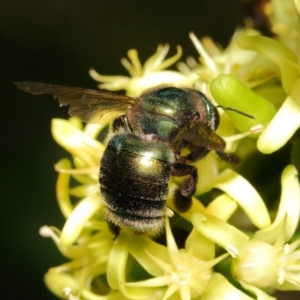 Xylocopa (Lestis) aerata at Acton, ACT - 20 Apr 2018 02:38 PM