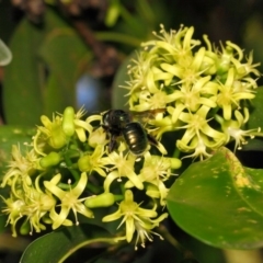 Xylocopa (Lestis) aerata at Acton, ACT - 20 Apr 2018 02:38 PM