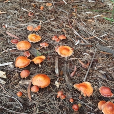 Leratiomcyes ceres (Red Woodchip Fungus) at Kingston, ACT - 2 May 2018 by Mike