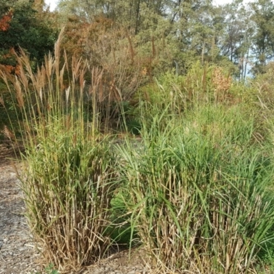 Miscanthus sinensis (Chinese Fairy Grass) at Canberra, ACT - 2 May 2018 by Mike