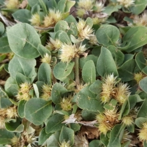 Alternanthera pungens at Parkes, ACT - 2 May 2018