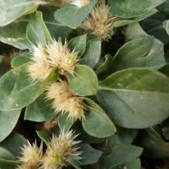 Alternanthera pungens at Parkes, ACT - 2 May 2018