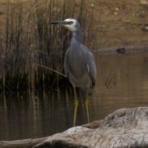 Egretta novaehollandiae at Canberra Central, ACT - 2 May 2018 02:58 PM