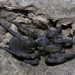 Lycosidae (family) (Unidentified wolf spider) at Ainslie, ACT - 1 May 2018 by jbromilow50