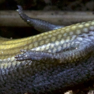 Hemiergis talbingoensis (Three-toed Skink) at Canberra Central, ACT - 2 May 2018 by jb2602