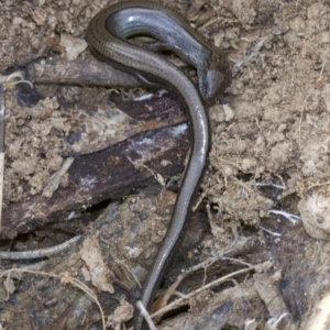 Hemiergis talbingoensis at Canberra Central, ACT - 2 May 2018