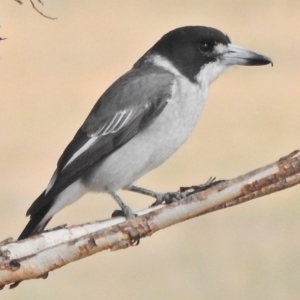 Cracticus torquatus at Paddys River, ACT - 2 May 2018 11:20 AM