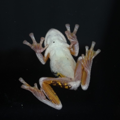 Litoria peronii (Peron's Tree Frog, Emerald Spotted Tree Frog) at Undefined - 1 May 2018 by nickhopkins