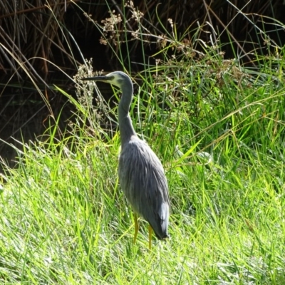 Egretta novaehollandiae (White-faced Heron) at Lake Burley Griffin Central/East - 2 May 2018 by Mike