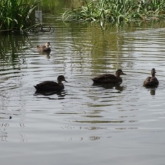 Anas superciliosa (Pacific Black Duck) at Kingston, ACT - 2 May 2018 by Mike