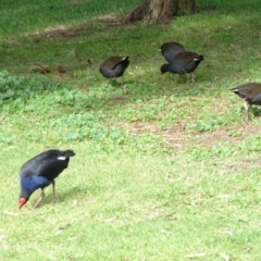 Porphyrio melanotus (Australasian Swamphen) at Lake Burley Griffin Central/East - 2 May 2018 by Mike