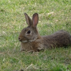 Oryctolagus cuniculus (European Rabbit) at Mount Ainslie to Black Mountain - 2 May 2018 by Mike