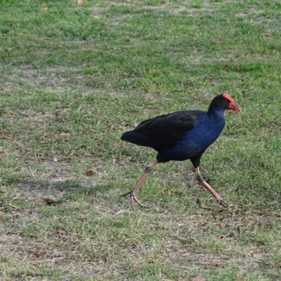 Porphyrio melanotus (Australasian Swamphen) at Commonwealth & Kings Parks - 2 May 2018 by Mike
