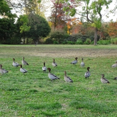 Chenonetta jubata (Australian Wood Duck) at Commonwealth & Kings Parks - 2 May 2018 by Mike