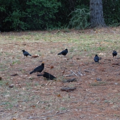 Corcorax melanorhamphos (White-winged Chough) at Commonwealth & Kings Parks - 2 May 2018 by Mike