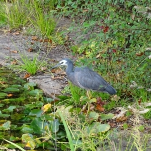 Egretta novaehollandiae at Canberra, ACT - 2 May 2018 04:01 PM