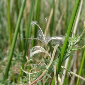 Epilobium billardiereanum at Kingston, ACT - 2 May 2018 11:37 AM