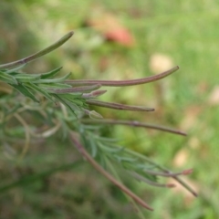 Epilobium billardiereanum at Kingston, ACT - 2 May 2018 11:37 AM