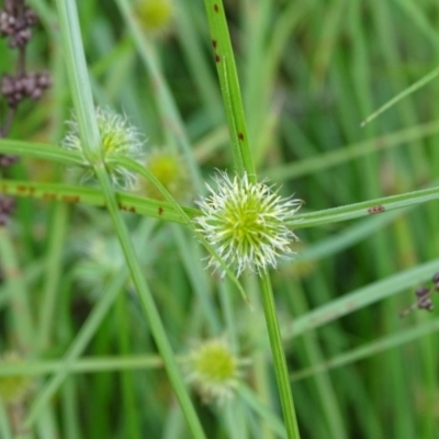 Cyperus sphaeroideus (Scented Sedge) at Lake Burley Griffin Central/East - 2 May 2018 by Mike