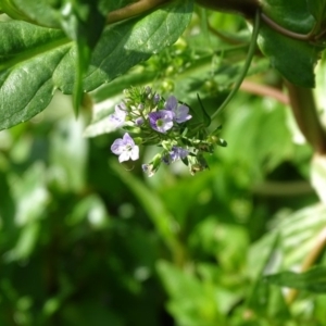 Veronica anagallis-aquatica at Kingston, ACT - 2 May 2018