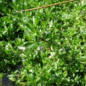 Veronica anagallis-aquatica at Kingston, ACT - 2 May 2018 11:33 AM