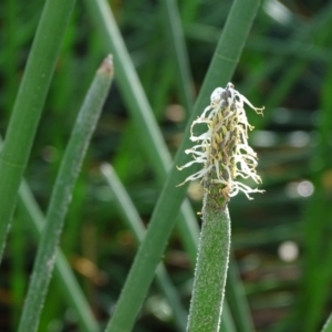 Eleocharis acuta at JER700: JWs - Eyrie St Wetland - 2 May 2018