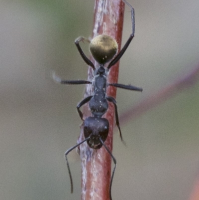 Camponotus suffusus (Golden-tailed sugar ant) at Mount Majura - 2 May 2018 by jb2602