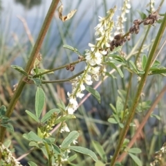 Melilotus albus (Bokhara) at Lake Burley Griffin Central/East - 2 May 2018 by Mike