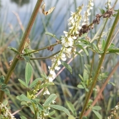 Melilotus albus (Bokhara) at Kingston, ACT - 2 May 2018 by Mike