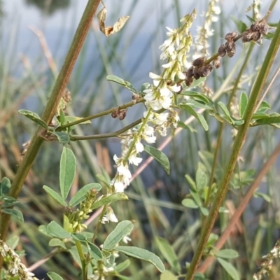 Melilotus albus (Bokhara) at Lake Burley Griffin Central/East - 2 May 2018 by Mike