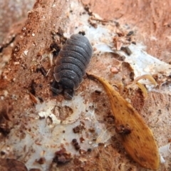 Porcellio scaber at Fyshwick, ACT - 1 May 2018 04:49 PM