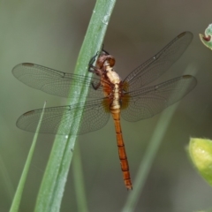 Orthetrum villosovittatum (Fiery Skimmer) at Currarong, NSW - 28 Dec 2011 by HarveyPerkins