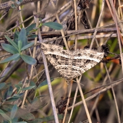 Chrysolarentia subrectaria (A Geometer moth) at Paddys River, ACT - 1 May 2018 by RodDeb